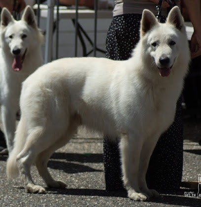 Elevage BBS Entre Ciel et Terre, Eleveur de Chiens à Damazan