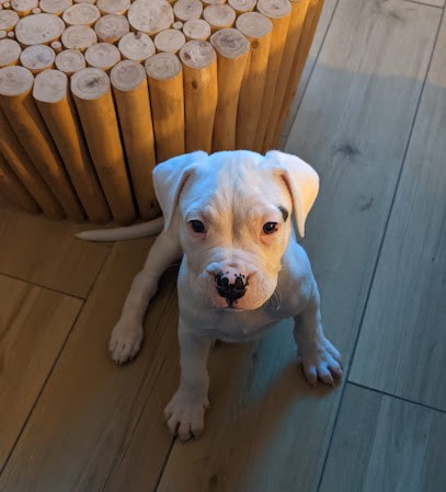 Del Camino Del Oro Blanco, Pension pour Chiens à Somain