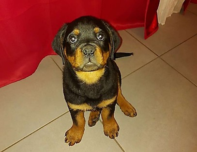 Education Canine Du Bugey, Dresseur de Chiens à Saint-Vulbas