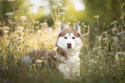 O'cani - Éducateur Comportementaliste Canin Dresseur De Chiens à Petiville