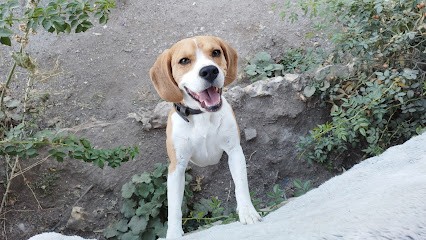 L Endroit Par Fée, Pension pour Chiens à Eaux-Puiseaux