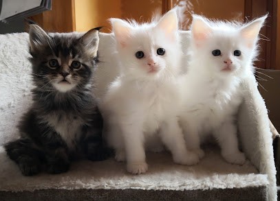 Elevage des Hauts de Valzan, Eleveur de Chiens à Cottance