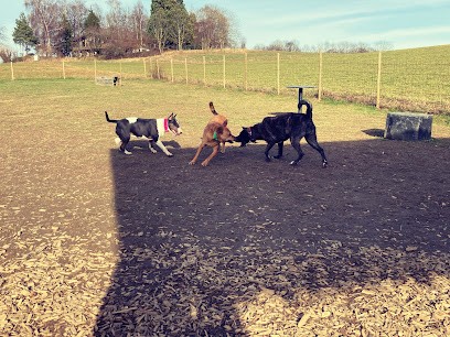 Symdog74, Dresseur de Chiens à Marin