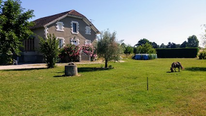 Du Petit Clos De Julia - Élevage Golden Retriever, Eleveur de Chiens à Sainte-Livrade-sur-Lot