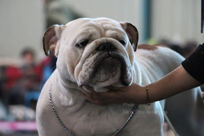 Elevage Hope Diamond, Éleveur De Chiens à Arbusigny