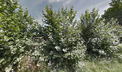 DOG LANDES Services Animaliers, Dresseur de Chiens à Saint-Jean-de-Marsacq