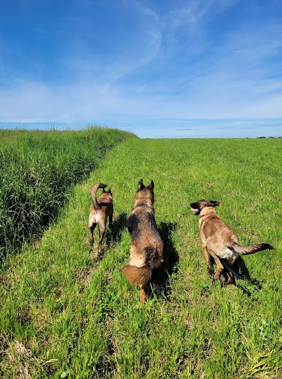 Dogs And Co 01, Dresseur de Chiens à Montrevel-en-Bresse