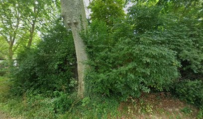 Faery & Dogs - Éducatrice Comportementaliste Canine, Dresseur de Chiens à Paris 16