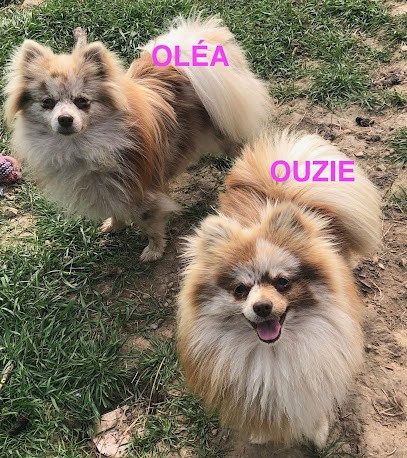 Cruard-Guineheux Claudine, Eleveur de Chiens à Segré-en-Anjou Bleu