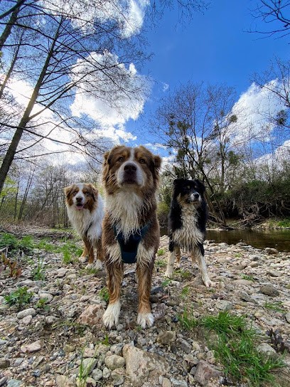 Elevage de la forêt des plumes, Eleveur de Chiens à Sainte-Agathe-la-Bouteresse