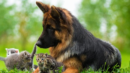 Résidence Canine et Féline, Pension pour Chiens à Mortefontaine-en-Thelle