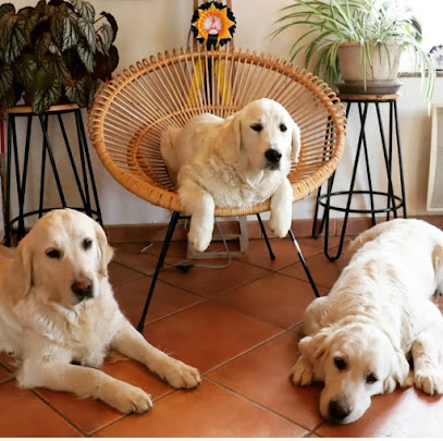 Élevage De La Légende D'arduinna, Éleveur De Chiens à Marlemont