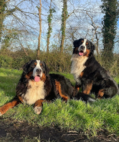 Elevage Des Tresors De L'yon - Bouviers Bernois Éleveur De Chiens à Aubigny-Les Clouzeaux