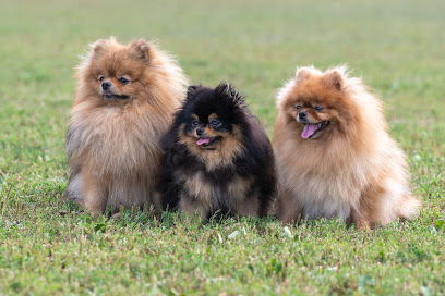 House Of Pomeralya, Éleveur De Chiens à Abbeville
