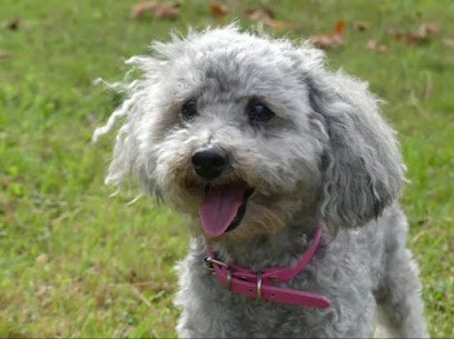 ACTION DED André Hamant Education à Domicile, Dresseur de Chiens à Malemort