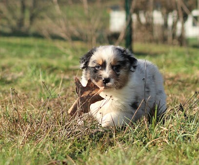 Elevage des Chemins de Saint-François, Eleveur de Chiens à Saulcy-sur-Meurthe