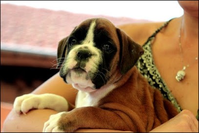 ELEVAGE DES JARDINS DE PASSIFLORE, Eleveur de Chiens à Chambost-Longessaigne