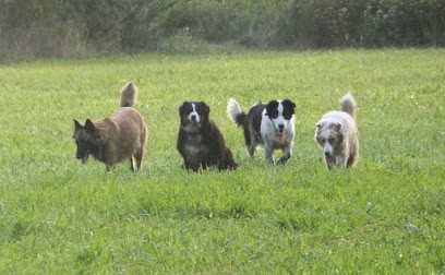 Bergers Du Mistral, Pension pour Chiens à Noves