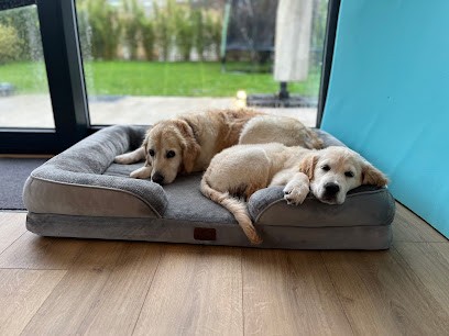 Elevage Golden Retriever Les Amours Du Champ Doré, Eleveur de Chiens à Murinais