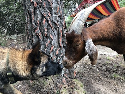 Rexopié, Dresseur de Chiens à Seillans
