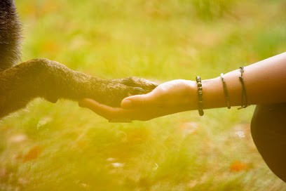 Angélique Daloiso - Accompagnement Bien-Être Pour Les Humains Et Les Animaux - Educateur Canin, Dresseur de Chiens à Villard-Bonnot