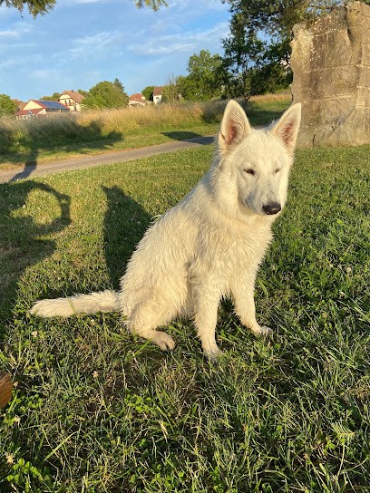 Domaine de la Heidenkirche, éleveurs de berger blanc suisse, Eleveur de Chiens à Adamswiller