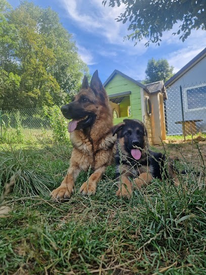 Élevage et pension des Seigneurs de Montbel, Eleveur de Chiens à Saint-Pierre-d'Entremont