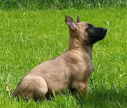 Élevage De La Trissonière : Berger Belge Malinois, Eleveur de Chiens à Igny-Comblizy