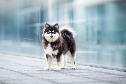AEGIRSSON- FINNOIS DE LAPONIE, Eleveur de Chiens à Girmont-Val-d'Ajol