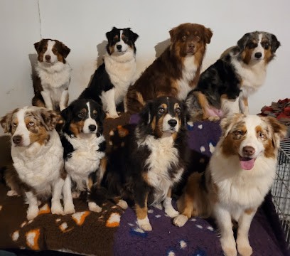 Elevage et pension des caps et marais d'opale, Eleveur de Chiens à Rumilly