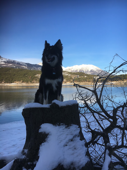 Esprit Chien Et Chat, Dresseur De Chiens à la Bâtie-Vieille