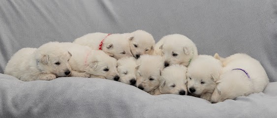 Berger blanc suisse - Alsace, Eleveur de Chiens à Wissembourg