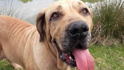 FILA BRASILEIRO ELEVAGE CANIN DU DOMAINE D'EN BAS, Eleveur de Chiens à Pérassay