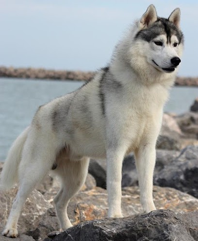 Elevage Of Wolf Siberian Song Siberian Husky, Eleveur de Chiens à Bessan