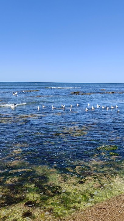 Dog & Cat Sitting La Rochelle, Pension pour Chiens à Angoulins