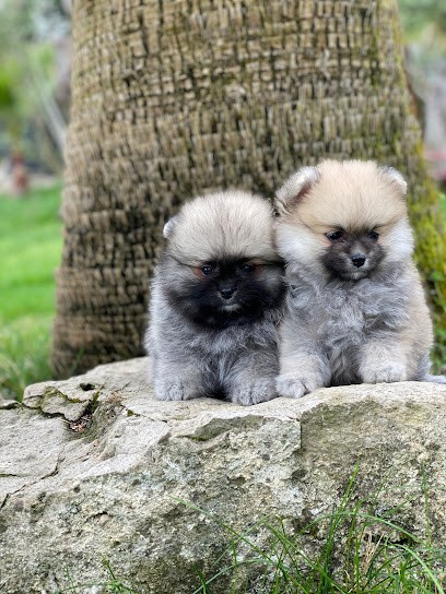 PompomofLove - Élevage familial de Pomsky & Poméranian, Eleveur de Chiens à Antibes