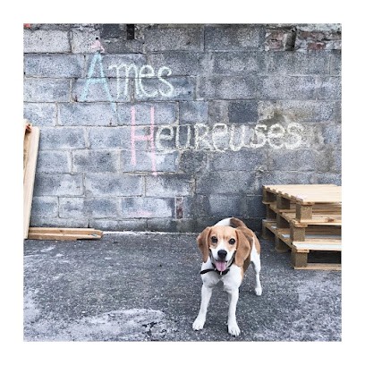 La Gamelle De Colette - éducateur Comportementaliste Canin, Cynologiste & Conseils En Nutrition, Dresseur de Chiens à Marcq-en-Baroeul