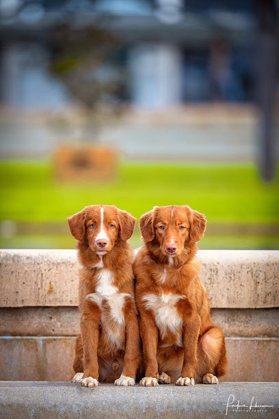 Elevage Lupus Dei, Eleveur de Chiens à Peyrole