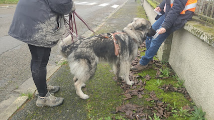 Le Chien Simplement, Dresseur De Chiens à Bruyères-et-Montbérault