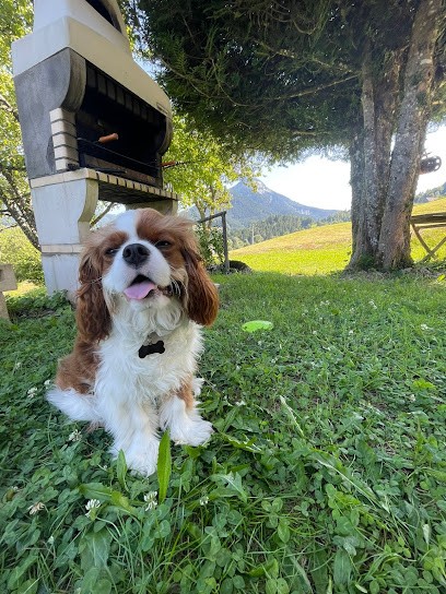 Educ' Pile Poil, Dresseur de Chiens à Saint-Nazaire-les-Eymes