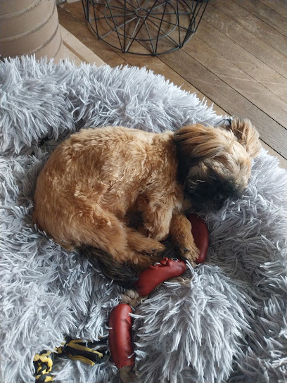 Shih-Tzu-Love, Élevage De Shih Tzu En Nouvelle Aquitaine Éleveur De Chiens à Bujaleuf