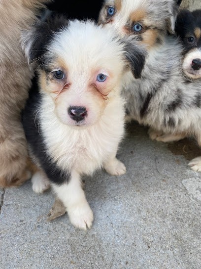 Élevage des plaines, Eleveur de Chiens à Cuxac-Cabardès