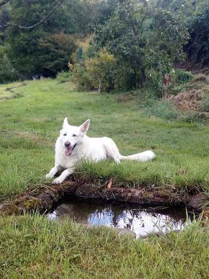 Bluntzer Anais, Eleveur de Chiens à Bellefontaine