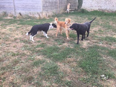 Pension canine et féline du parc, Pension pour Chiens à Massognes