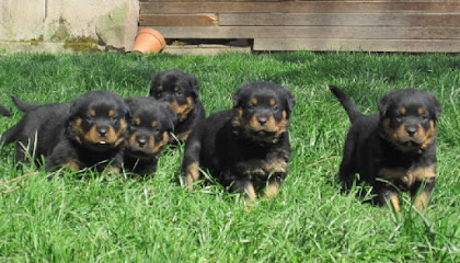Vom Hause Cervo - Rottweiler, Éleveur De Chiens à Étang-sur-Arroux