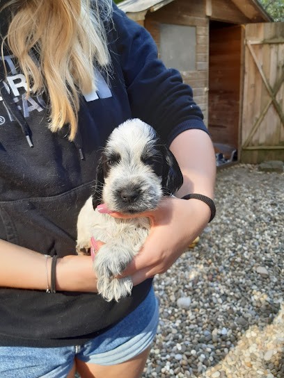 Les Cockers De L'etang Au Coeur Sauvage, Eleveur de Chiens à Eschau