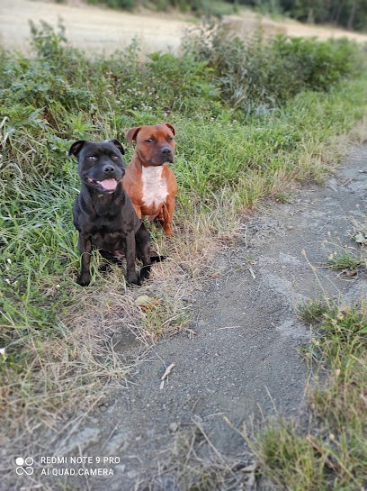 Dog Mentalist, Dresseur de Chiens à Meilhaud
