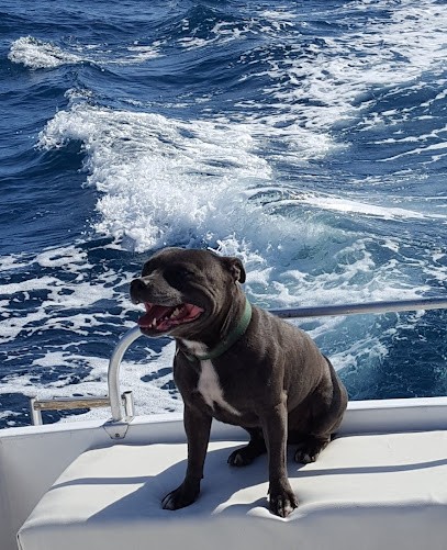 ELEVAGE SAINT BAUDILE, Eleveur de Chiens à Fabrègues