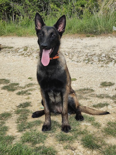 Elevage des Crocs du Quercy, Eleveur de Chiens à Maxou