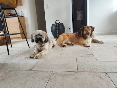 Ani'Maud, Pension pour Chiens à Sonchamp
